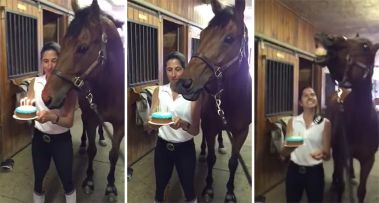 Pferd pustet seine Geburtstagskerzen aus horse-birthday 