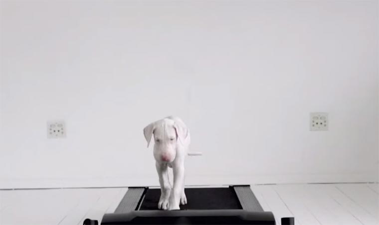Timelapse: ein Hundeleben auf einem Laufband pegasus-project 