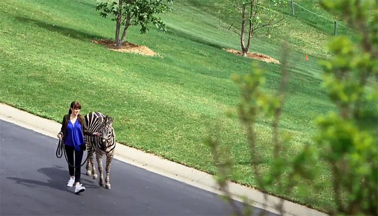 Fall Out Boy – Uma Thurman