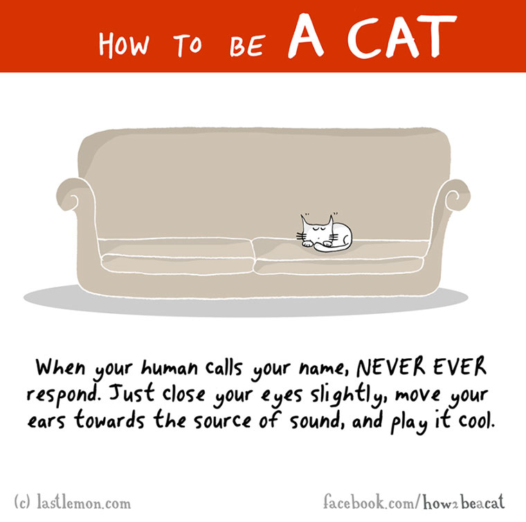 How To Be A Cat how-to-be-a-cat_12 