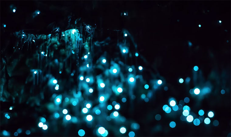 Timelapse einer Glühwürmchen-Höhle Glowworms-in-motion 