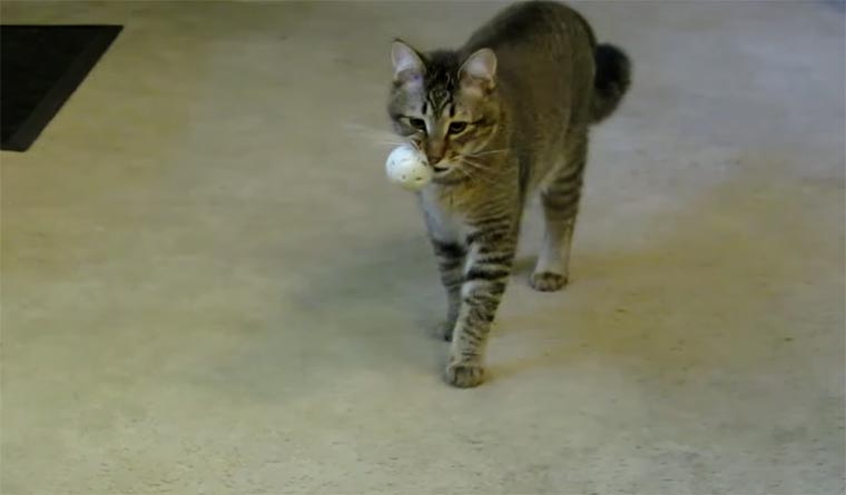 Katze jagt versteckte Bälle für Futter cat-hunts-for-dinner 