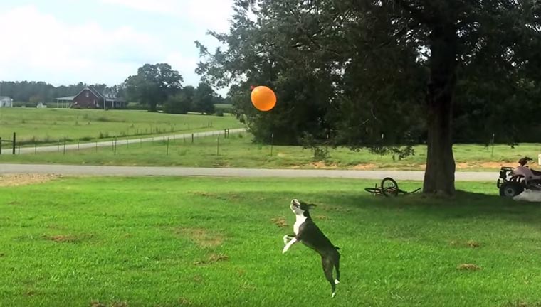 Hund hält Ballon in der Luft