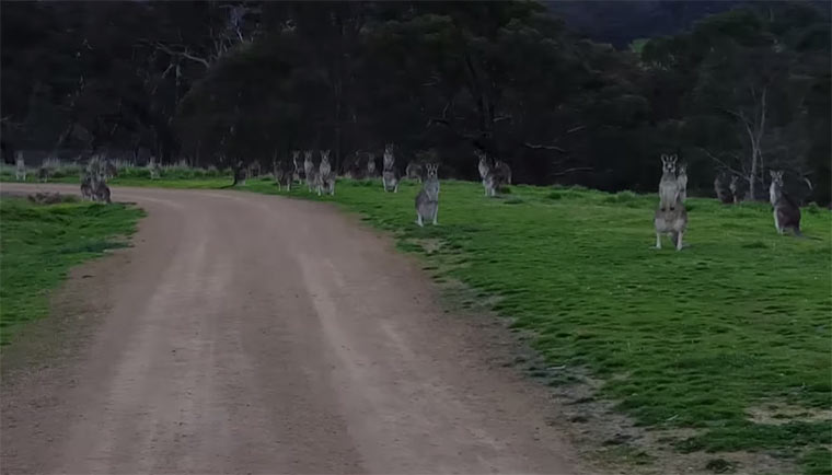 Die starrende Känguru-Gang