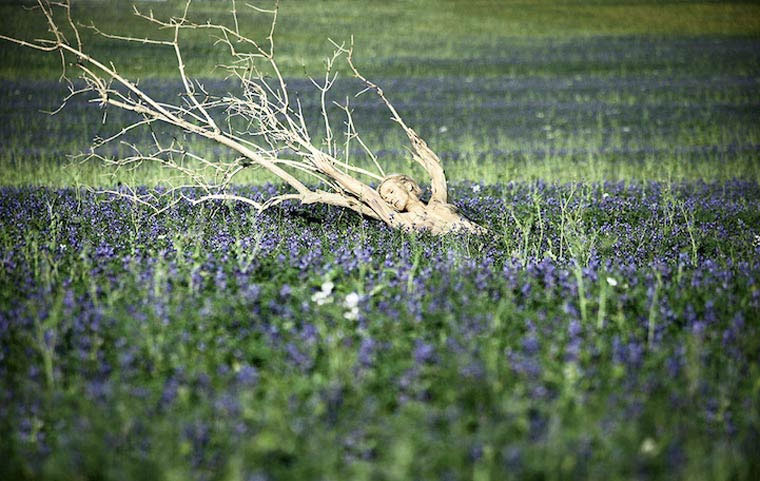 In Landschaften versteckte Körper