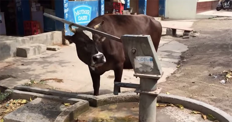 Schlaue Kühe sind schlau smart-cows 