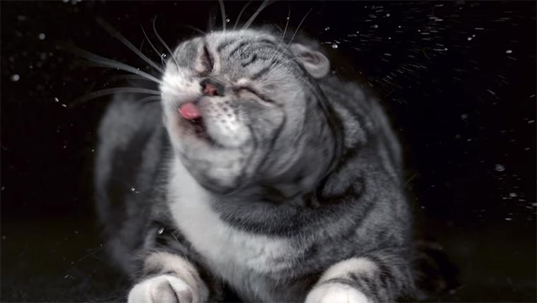 Katzenschütteln in Slowmotion Shake-Cats 