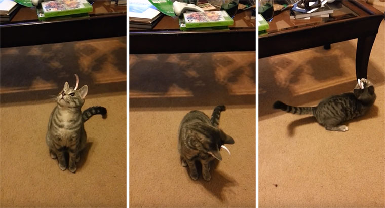 Katze vs. Klebestreifen cat-sticker 