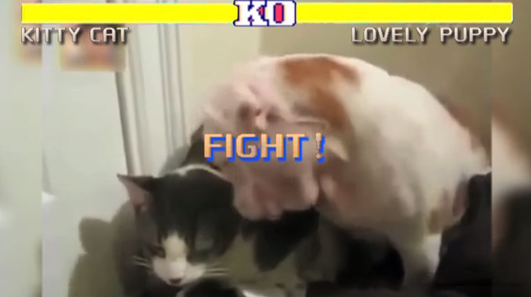 Street Fighter: Cats Edition Street-Fighter-Cat-Edition