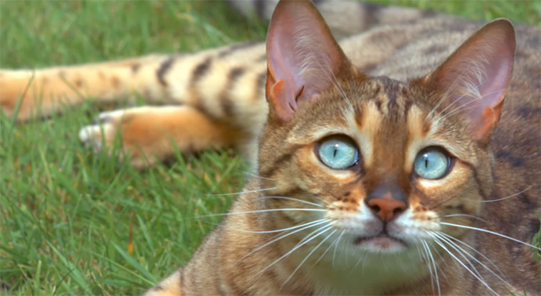 Dafür haben Katzen Schnurrhaare Whiskers-cats 