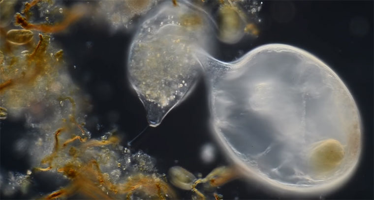 Angriff eines Einzellers