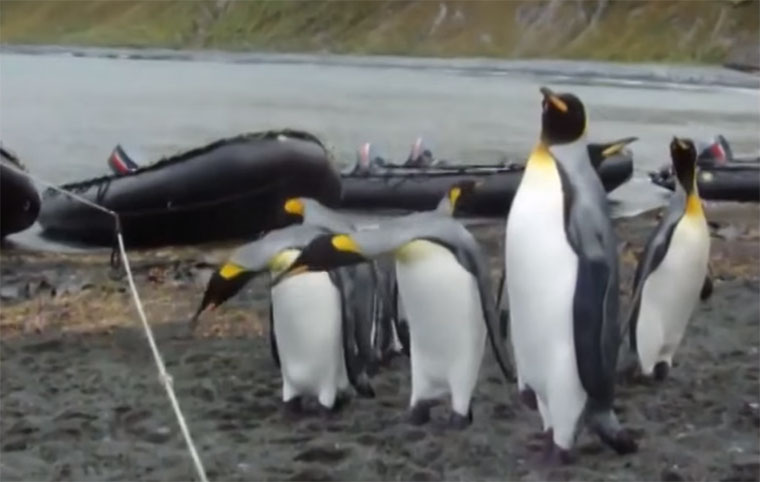 Pinguine vs. Seil