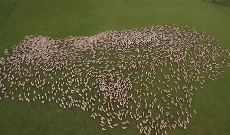 Ein Schwarm Schafe mass-sheep-herding 