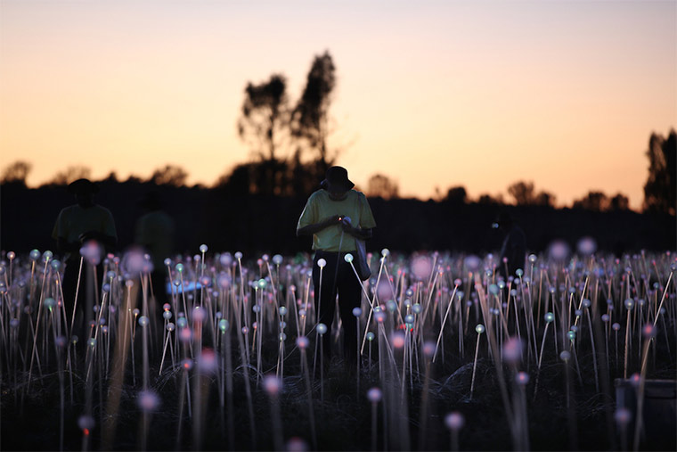 50.000 Lichter in der australischen Wüste Field-of-light_03 