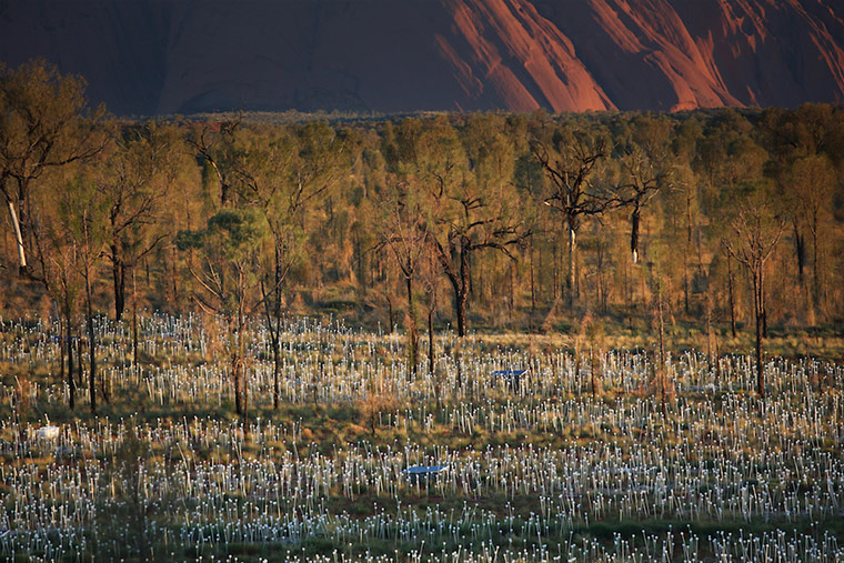 50.000 Lichter in der australischen Wüste Field-of-light_06 