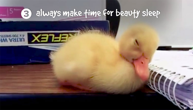 Enten erzählen Lektionen fürs Leben life-lessons-ducks 