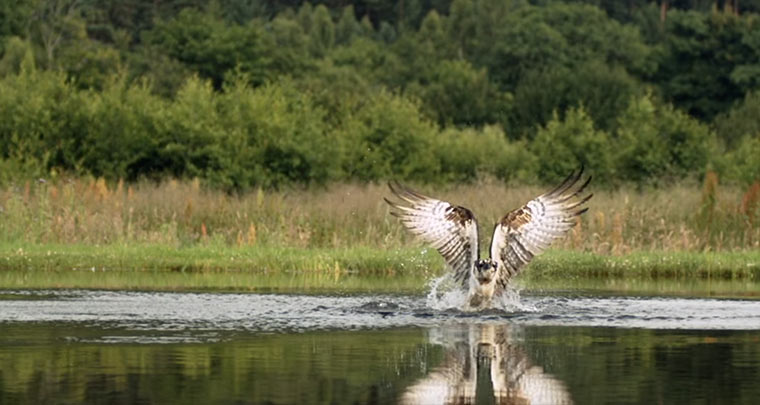 Ein Fischadler in Superslowmotion bei der Jagd