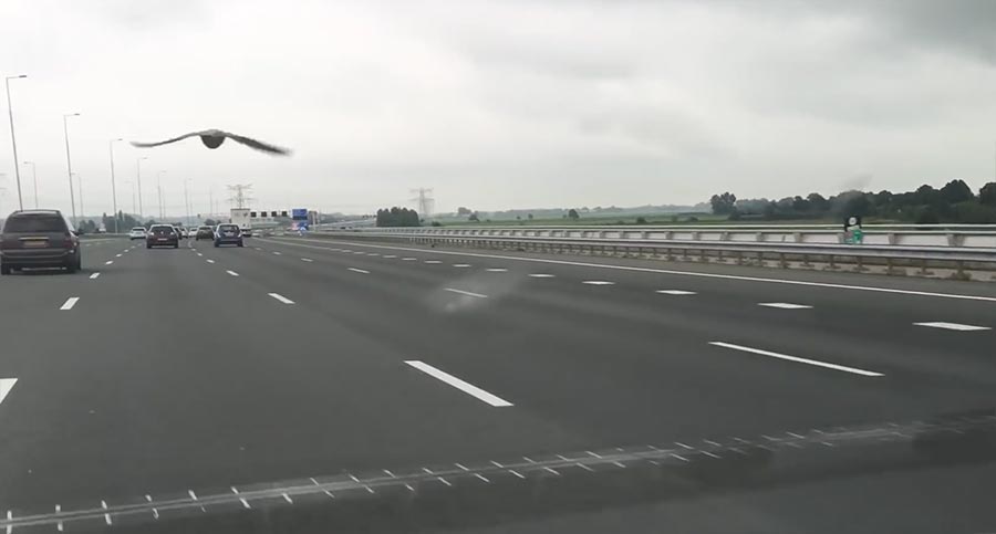 Taube fliegt auf Autobahn mit taube-auf-autobahn 