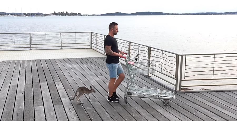 Känguru als Haustier und bester Freund haustierkaenguru 