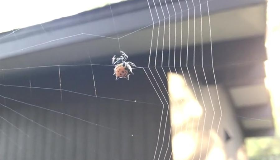 Einer Spinne beim Spinnen zuschauen spinne-spinnt-netz 