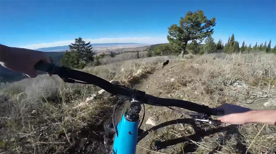 Downhill: Hund vs. Mountainbike