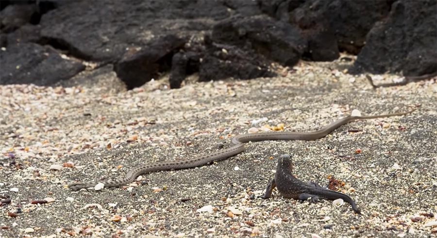 Wie ein Iguana-Junges versucht, einer Schlangen-Armee zu entkommen iguana-vs-snakes 