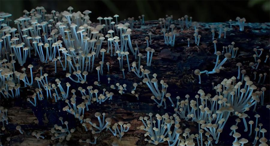 Pilz-Erwachsen im Zeitraffer pilze-timelapse-wachsen 