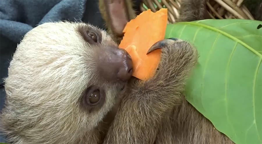 Montagsgefühle sloths-eating-carrots 