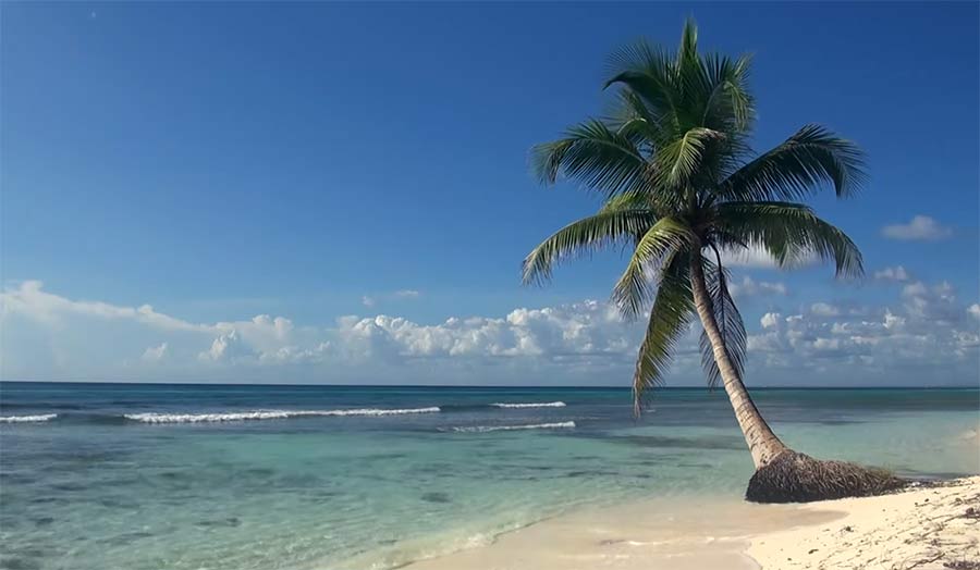 Drei Stunden tropische Palme am Weißstrand