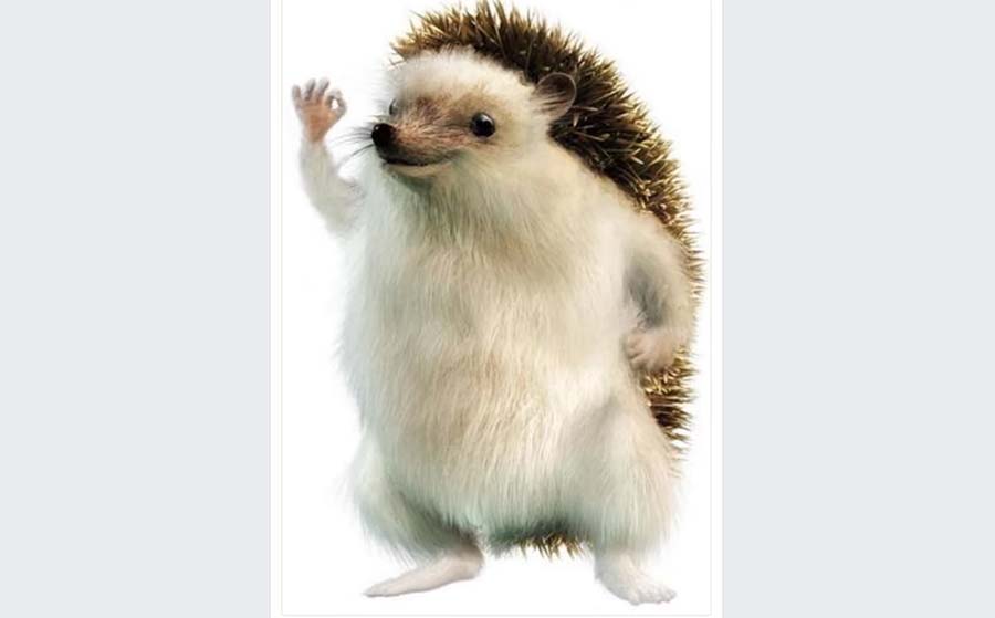 Song über Kommentarverlauf zu einem Igel-Bild