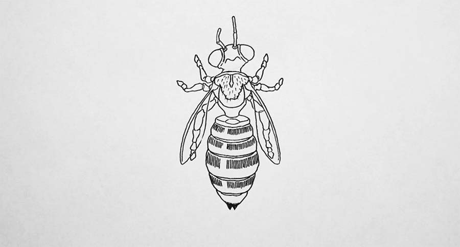 Einsteins Theorie des Bienensterbens einstein-and-the-honeybee 