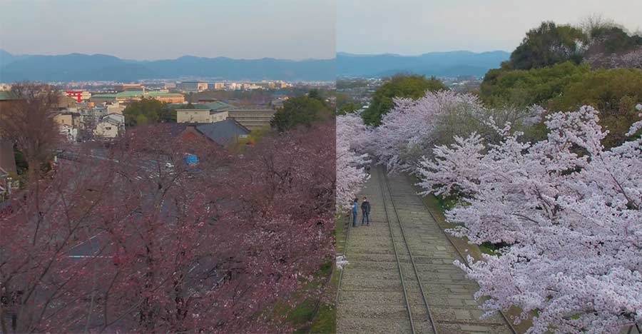 Kirschblütenpracht im Drohnenflug Japan-Cherry-Blossoms-drone-timelapse 