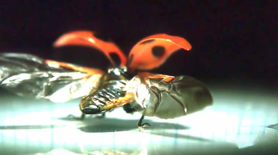 Wie Marienkäfer ihre Flügel entfalten marienkaefer-fluegel 