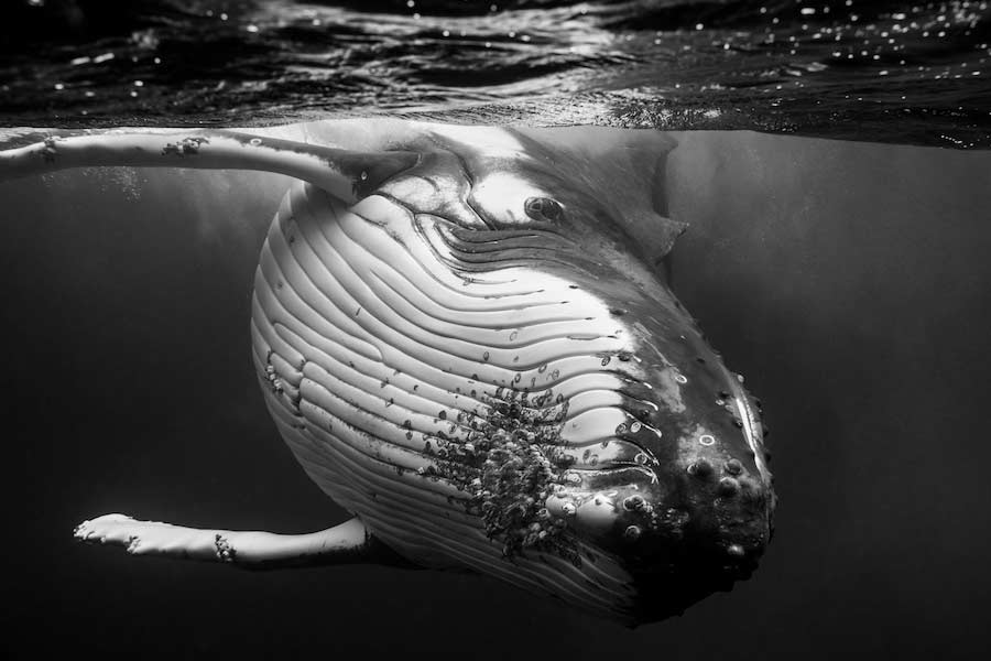 Wunderschöne Wal-Fotografie von Jem Cresswell