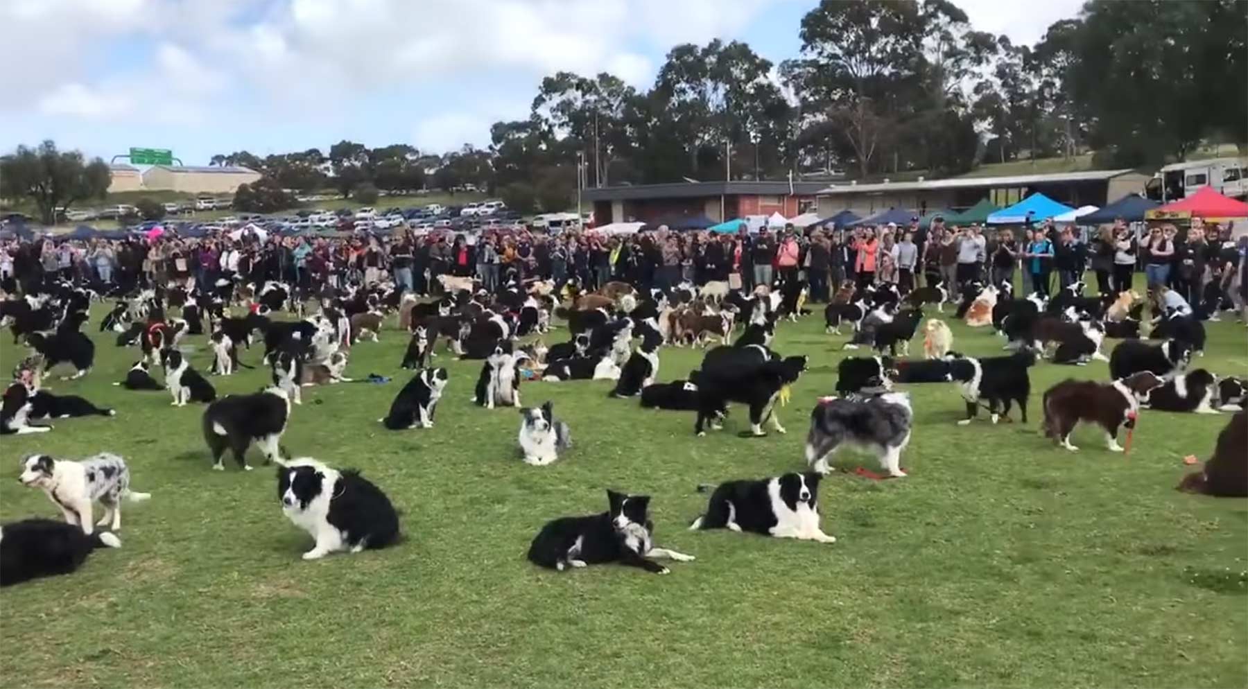 Rekord: 576 Border Collies auf einem Haufen