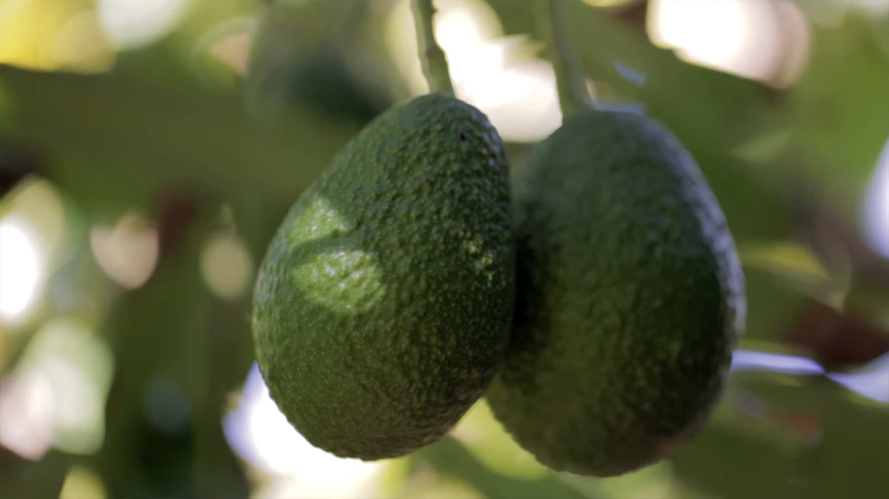 Der Ernteweg einer Avocado avocado-herstellung-ernte 