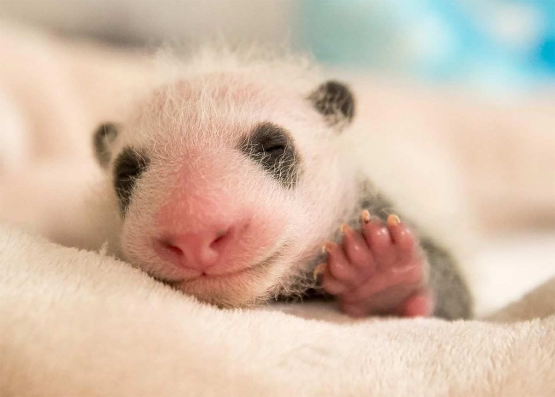 Die ersten 30 Tage im Leben eines Pandababys ersten-tage-im-leben-eines-pandas 