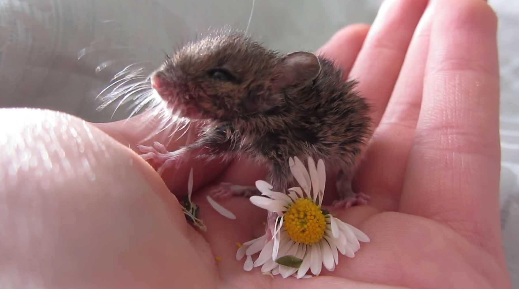 Montagsgefühle babymaus-isst-blume 