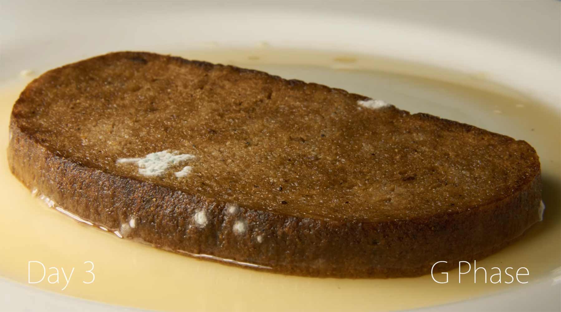 Einer Scheibe Brot beim Schimmeln zuschauen scheibe-brot-schimmelt 