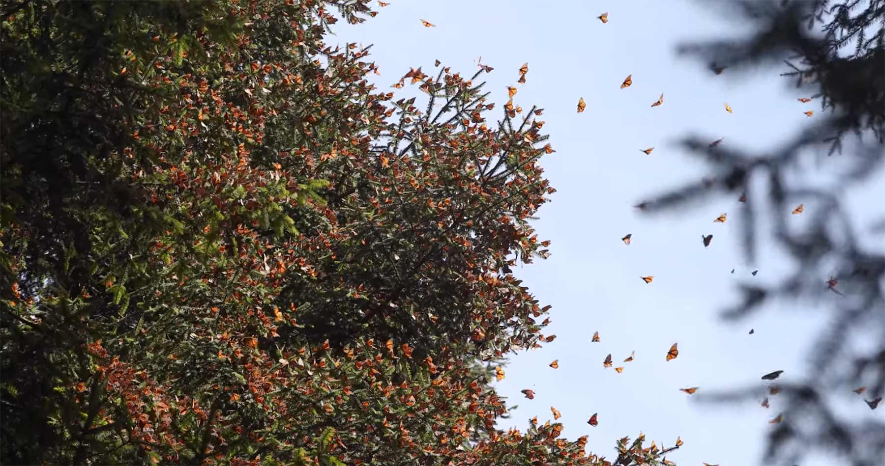 Millionen Schmetterlinge fliegen im Winter an diesen Ort monarchfalterwanderung 