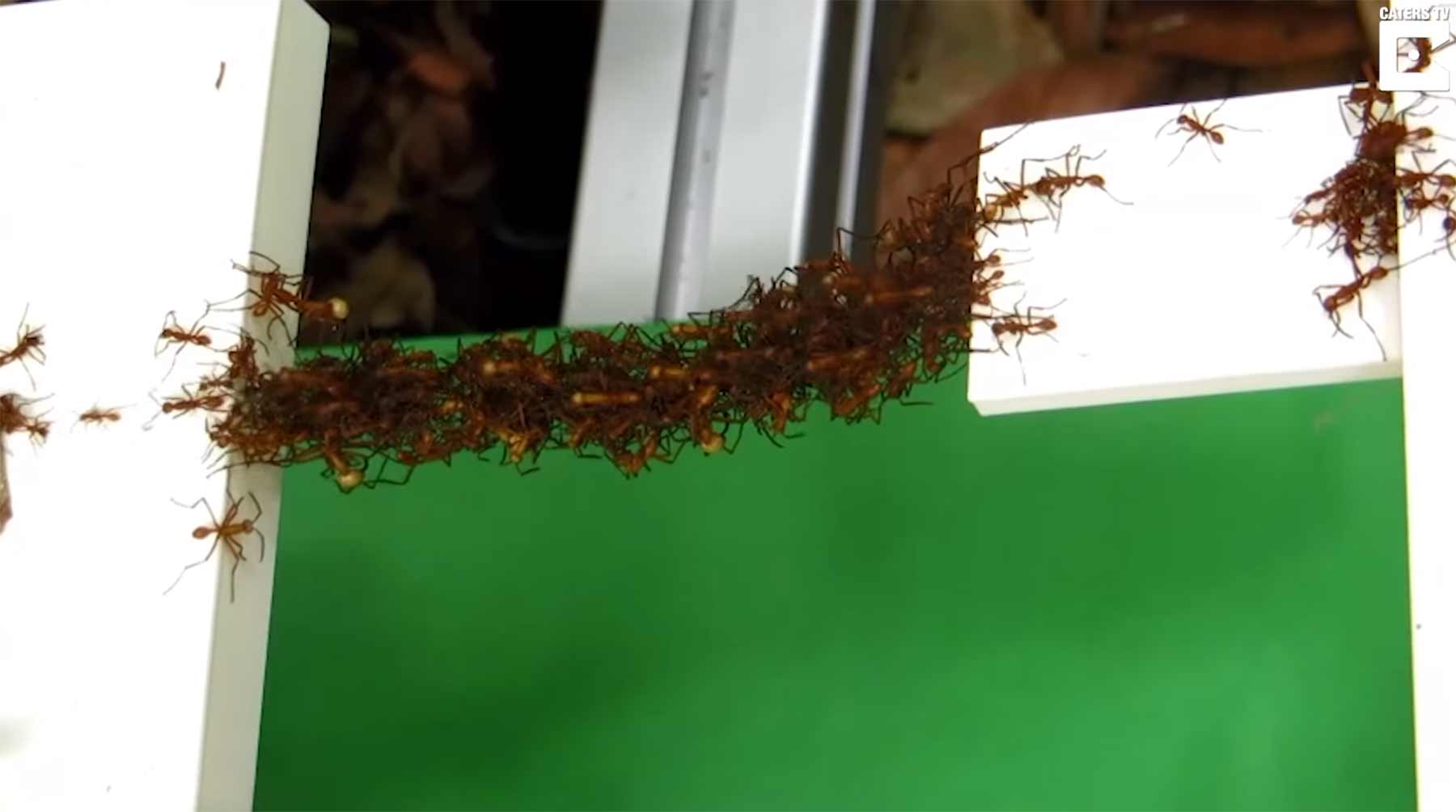Wie Ameisen aus sich selbst eine Brücke bauen ameisen-bauen-bruecken 