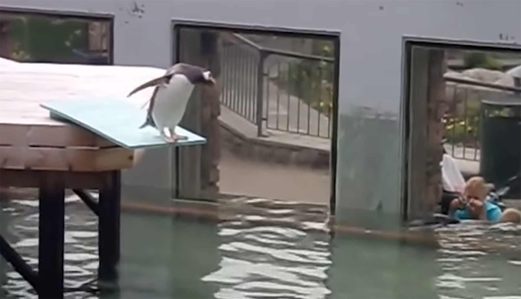 Ozzy Man kommentiert den scheuesten Pinguin der Welt