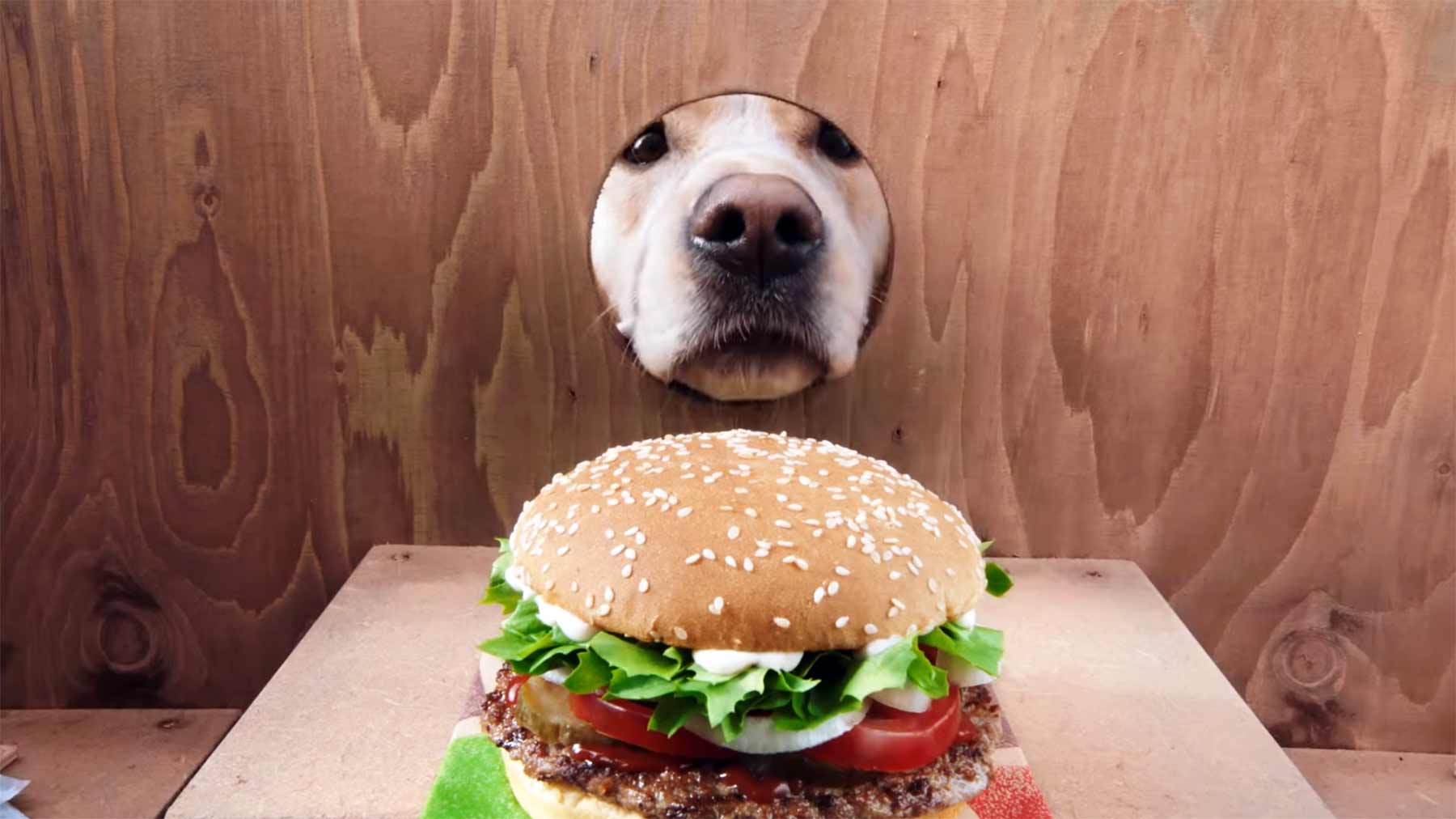 Dieser Hund kann Burger aufgrund ihres Geruches aufspüren