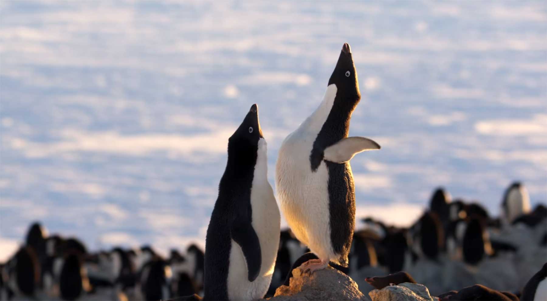 Trailer zur Tierdokumentation "Penguins" penguins-dokumentation-trailer 