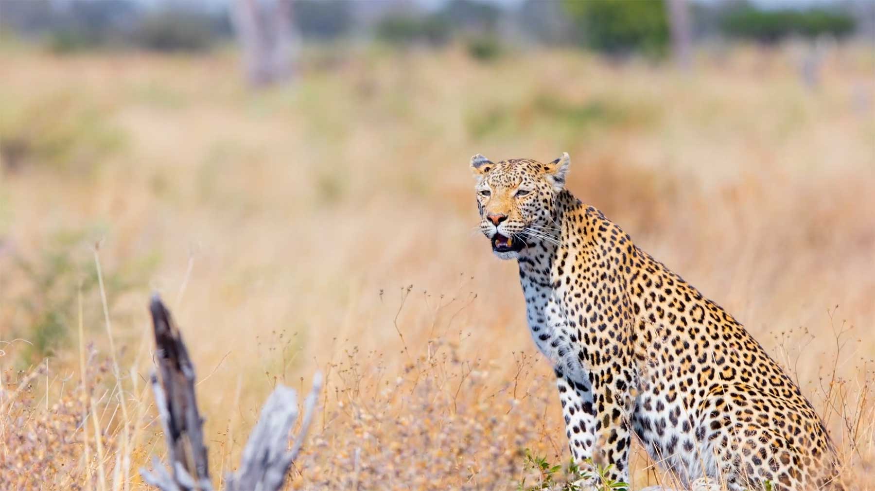 Eine Hyperlapse-Safari durch Botswana