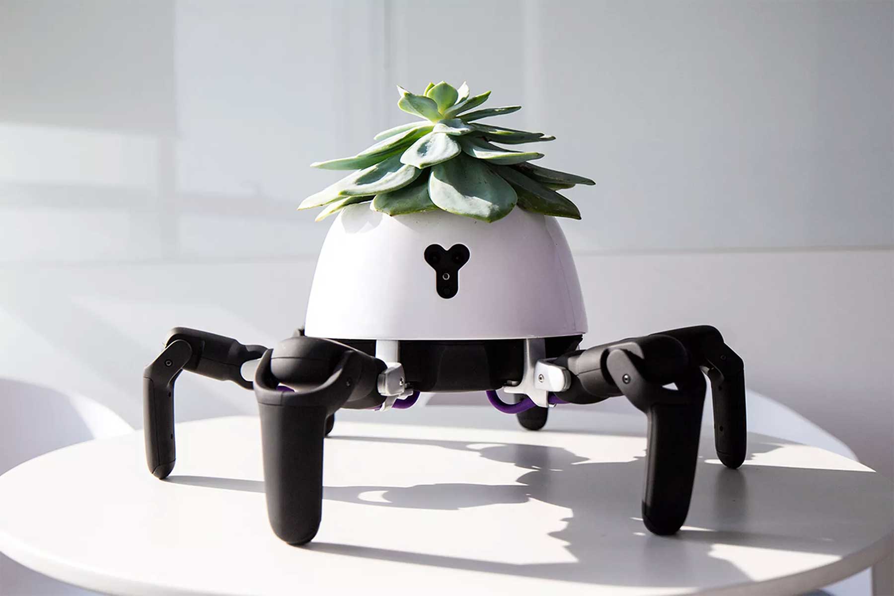 Roboterbeine machen Pflanze zum Haustier