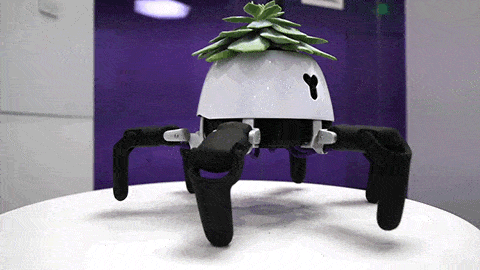 Roboterbeine machen Pflanze zum Haustier roboterpflanze-hexa_04 