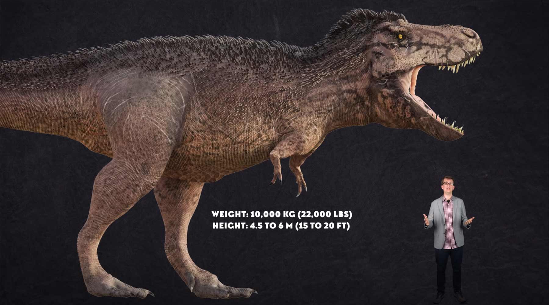 Wieso hatte der Tyrannosaurus Rex so kleine Stummel-Ärmchen?