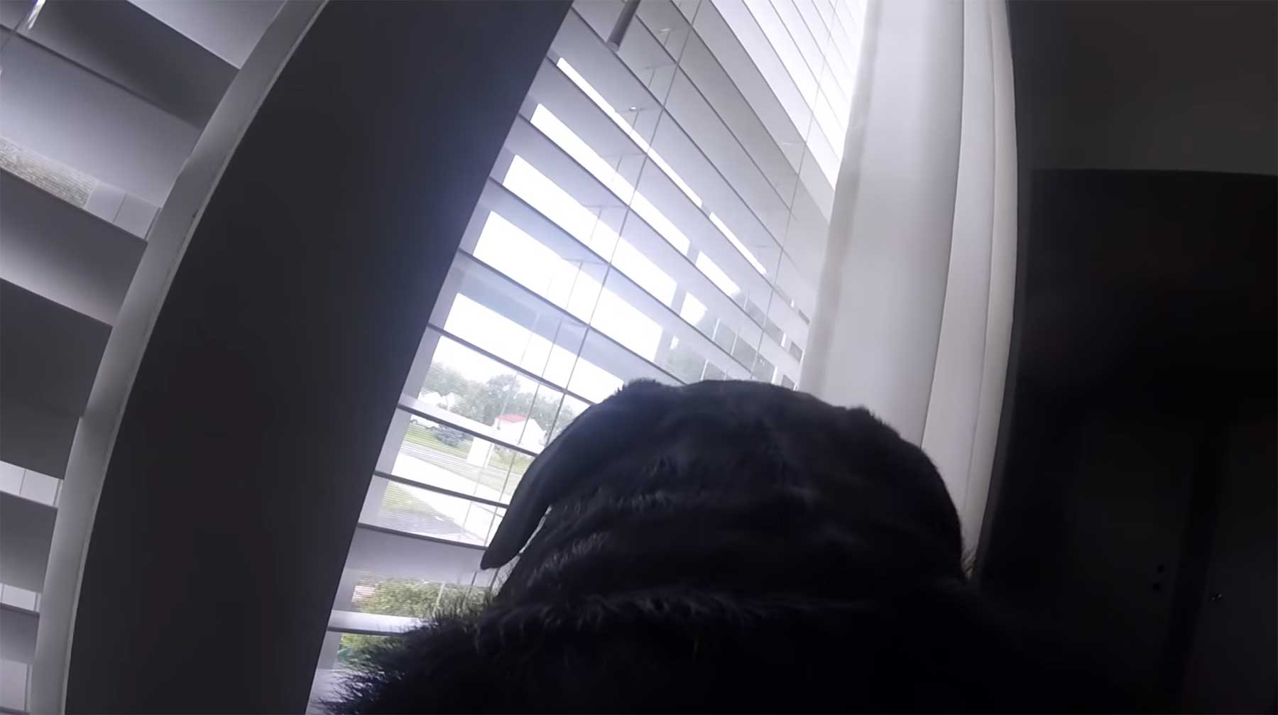 Was ein Hund macht, wenn er alleine in der Wohnung gelassen wird rottweiler-allein-zuhaus 