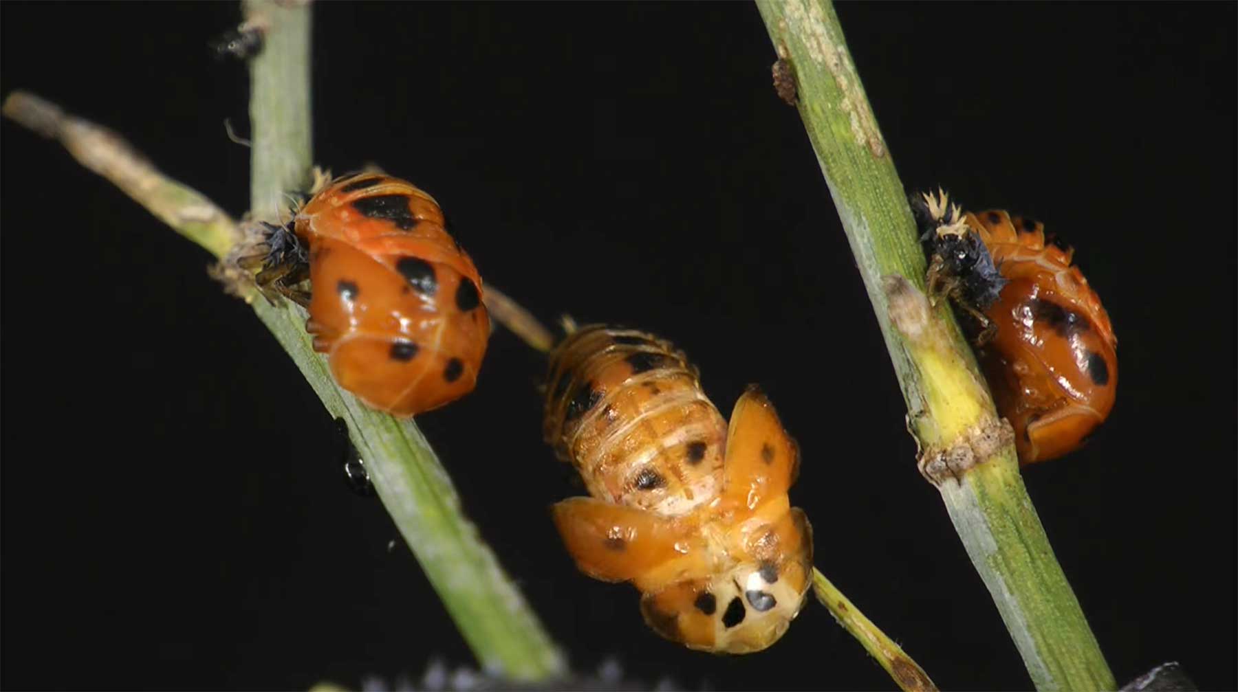 Geburt und Leben eines Marienkäfer im Zeitraffer timelapse-lady-beetle 